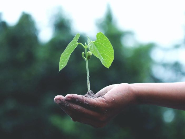 Hand holding a plant