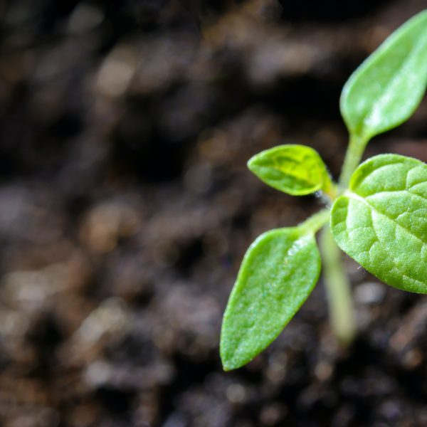 Seedling to illustrate Time to Grow programme